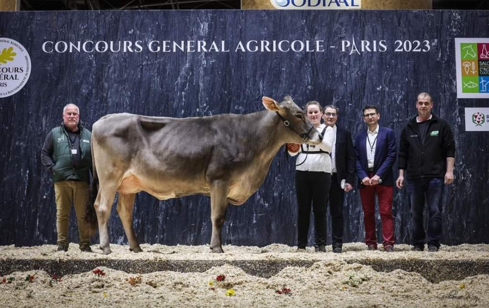 Vaches brunes