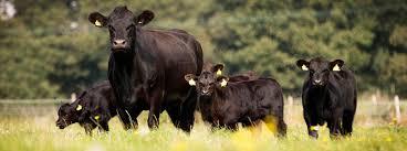 Vaches